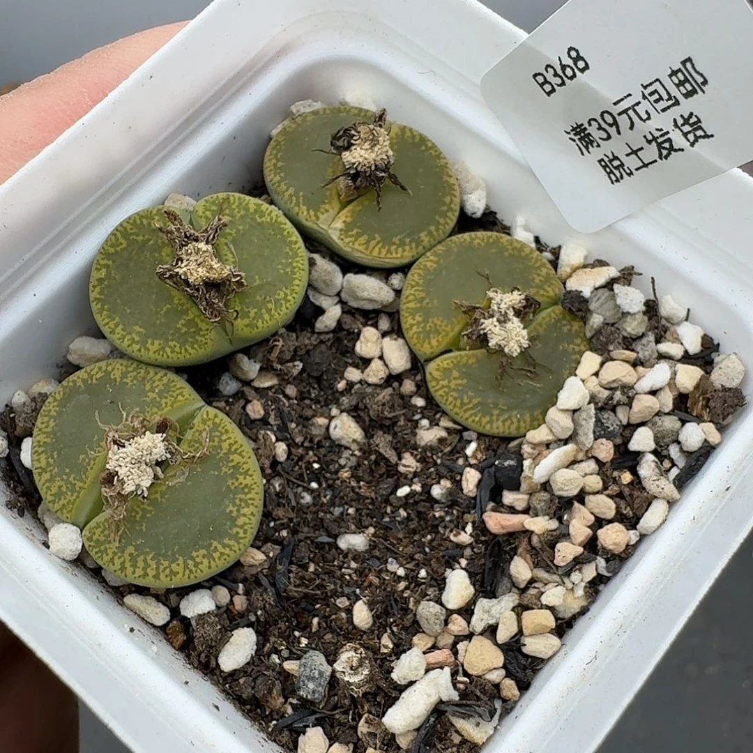 368多肉哈哈哈哈哈