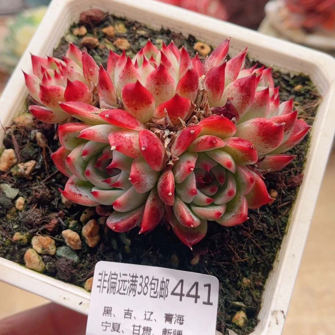 441吉娃娃德华多肉