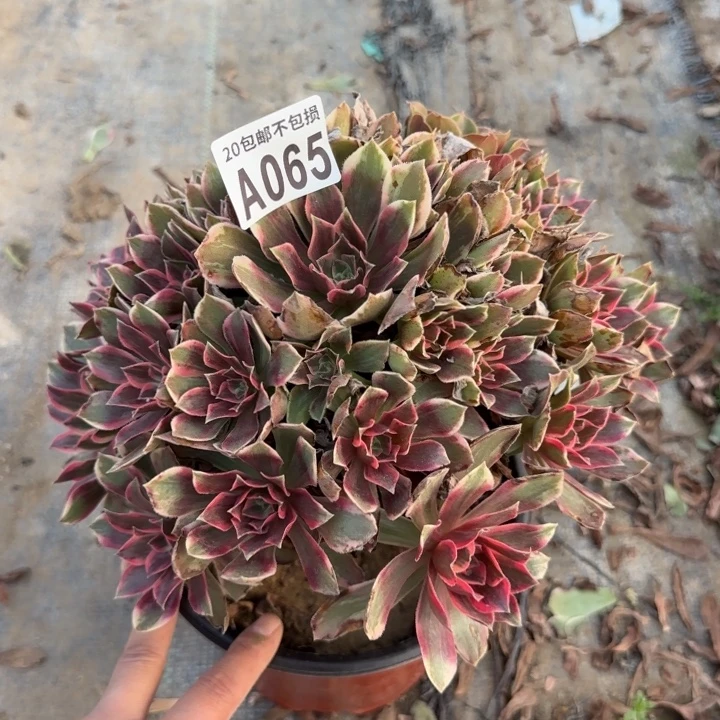 浣纱……多肉植物的……