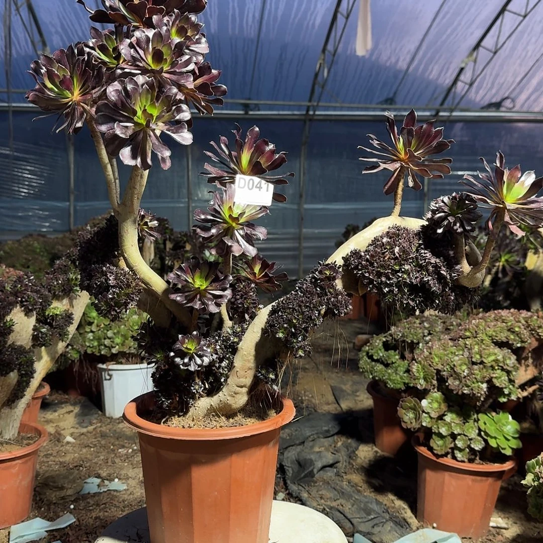 041黑法师朵朵微瑕一颗呀