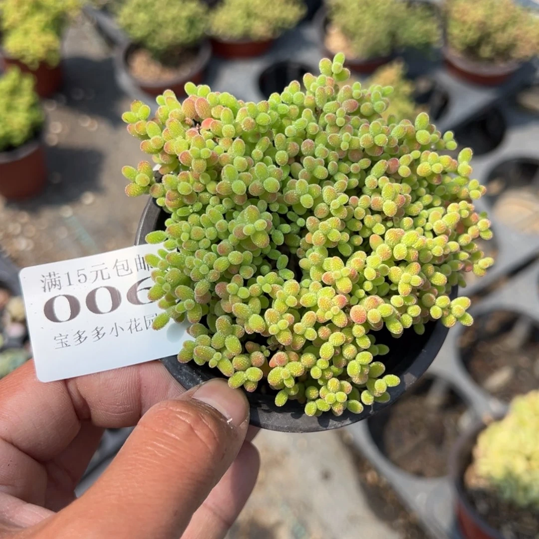 ?***?蜜橘糖球一颗量拍多肉满15包邮下午发