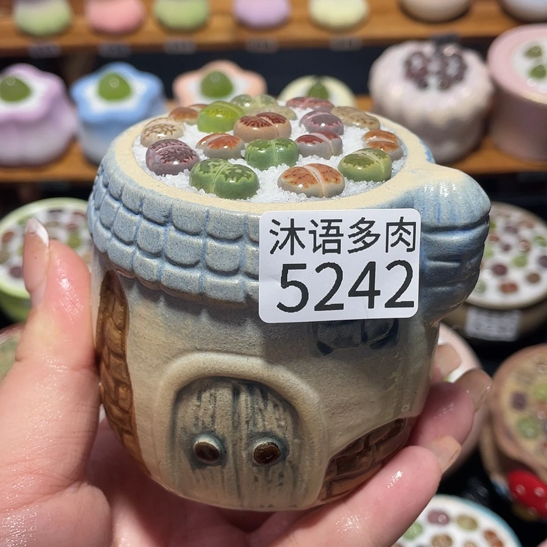带盆土植物 一物一拍5242