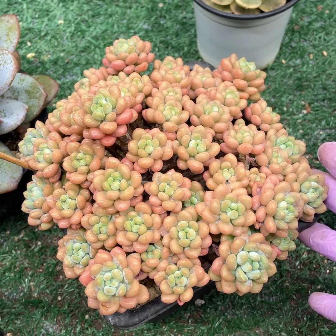 达芙妮一物一拍28包邮非偏远