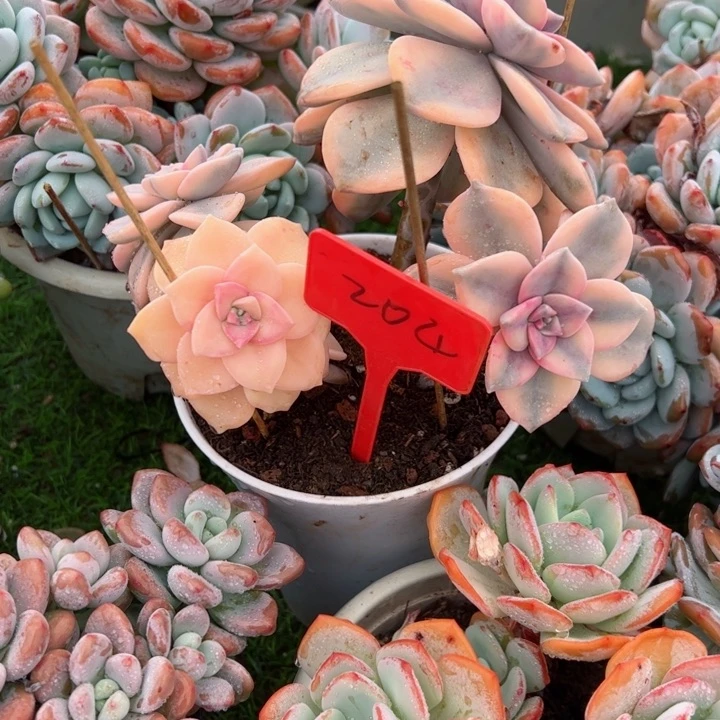 204紫乐锦平平安安健健康康