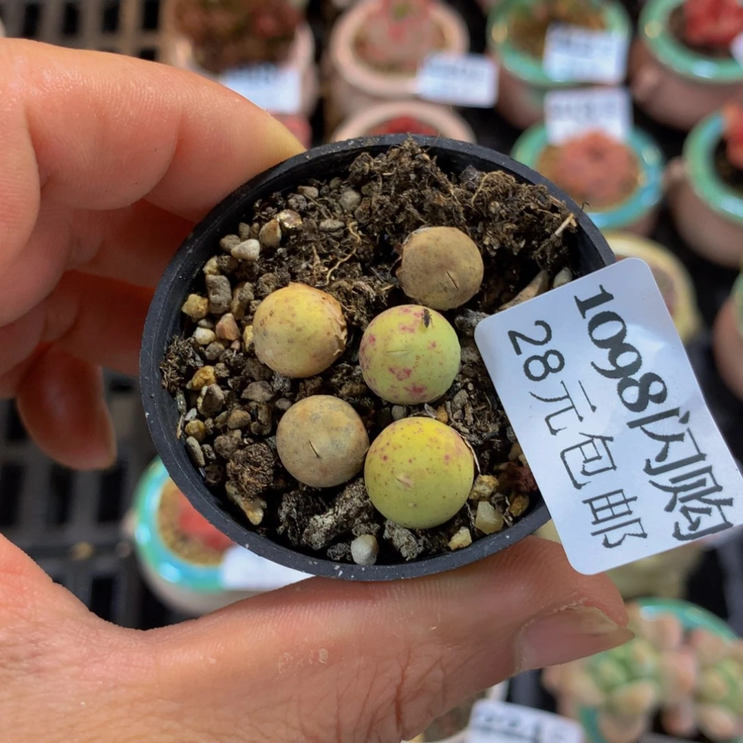 精控多肉植物1098