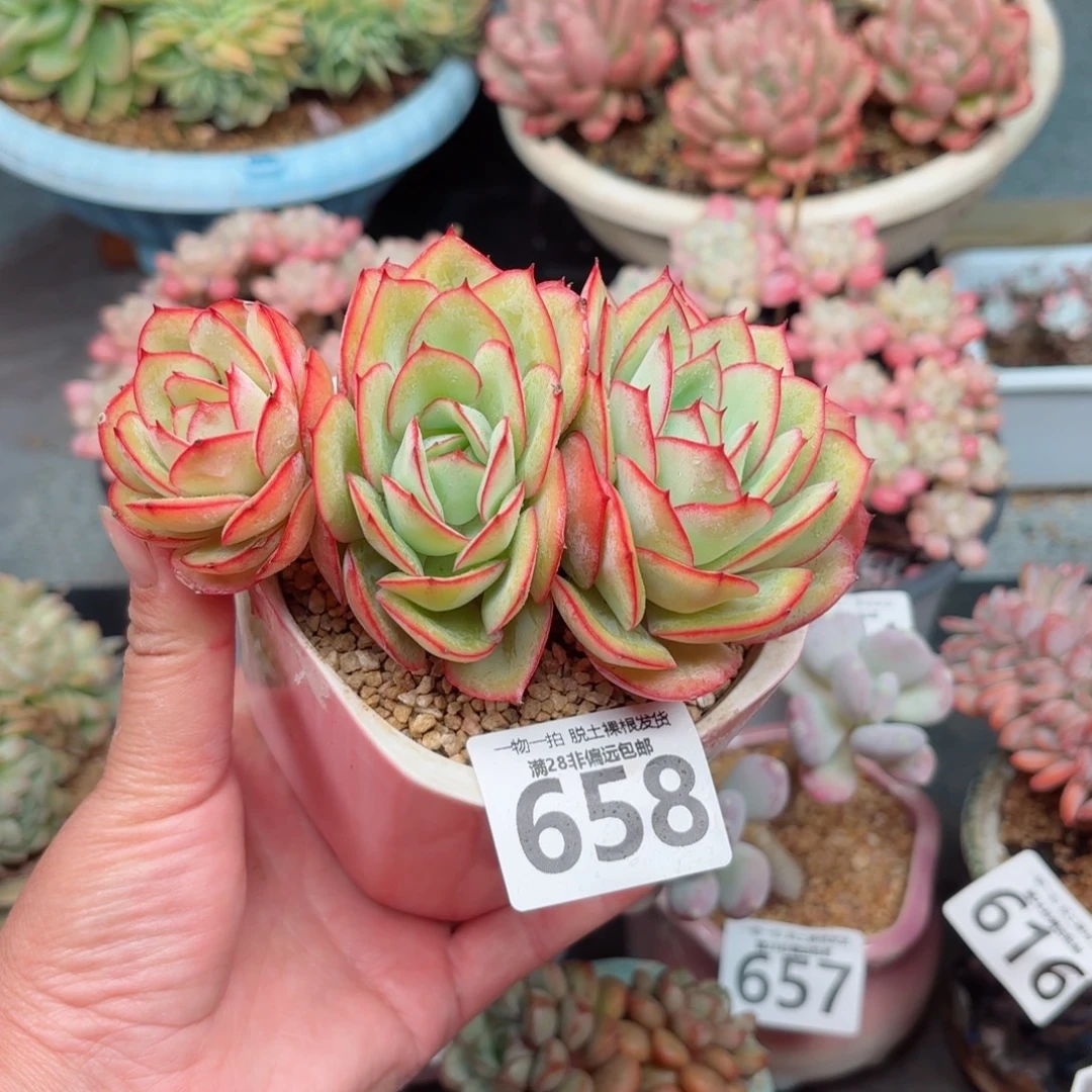 牡丹亭无盆土发货