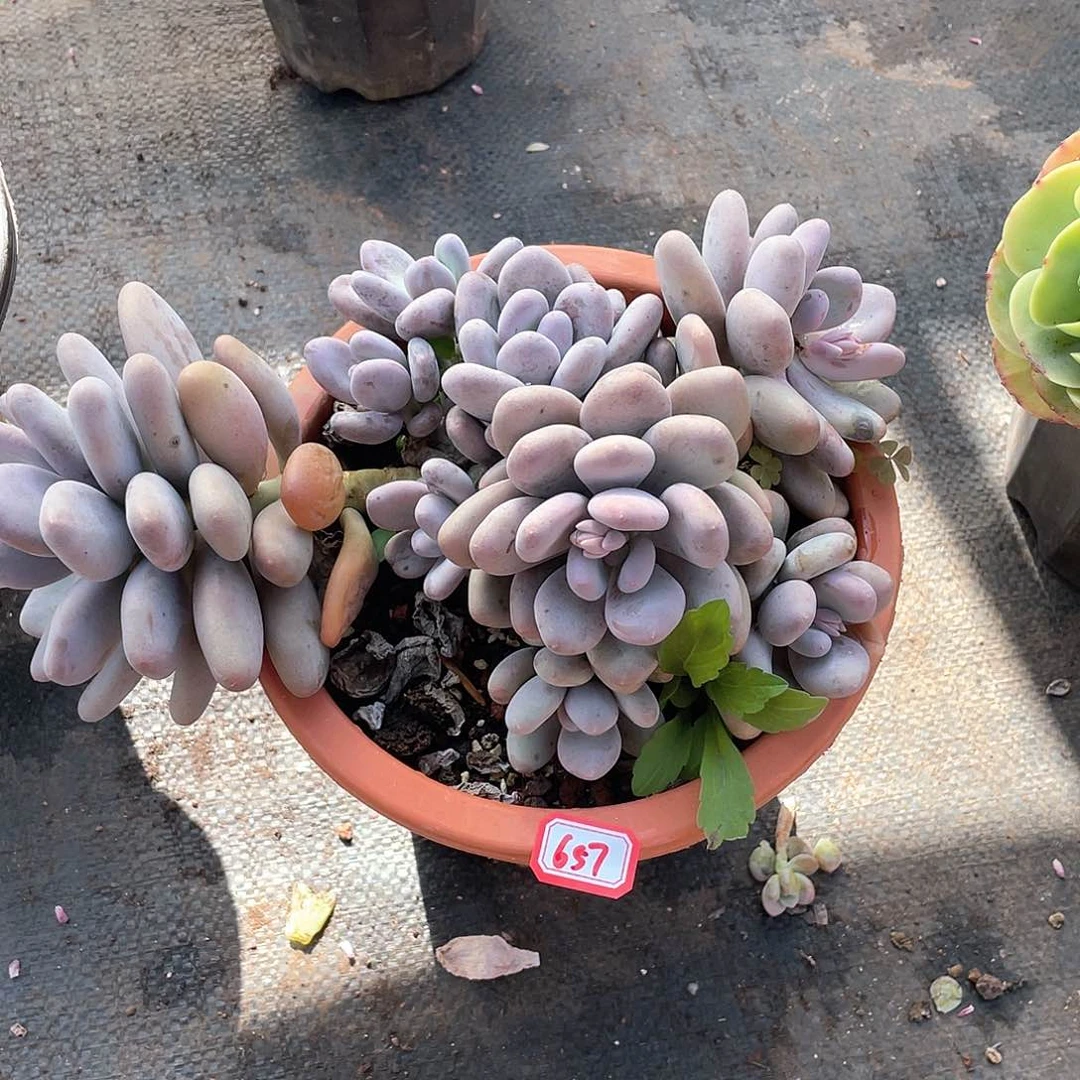 657桃美人一物一拍多肉