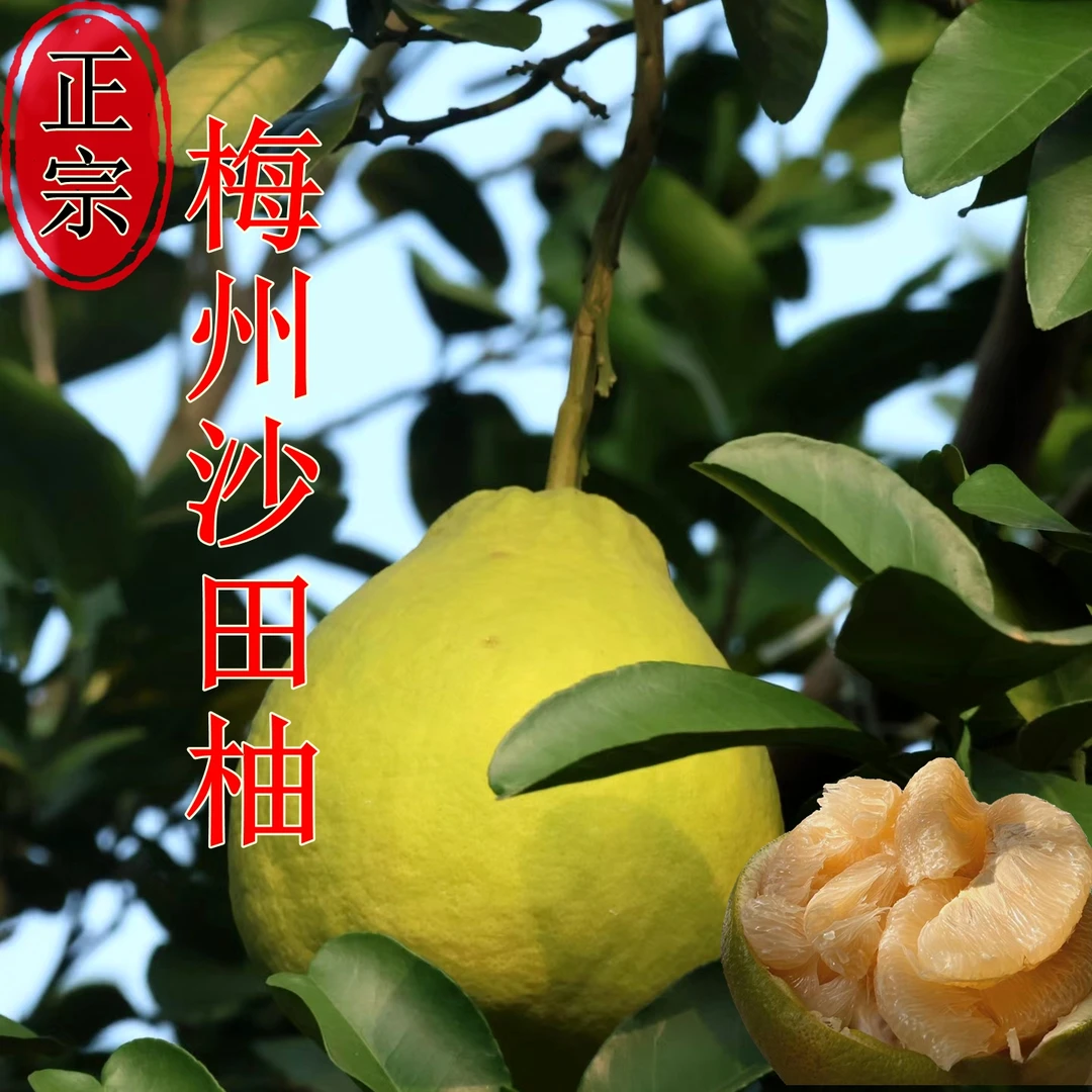 正宗梅州沙田柚纯甜无酸果园直发大果批发装梅县金柚爆甜当季水果