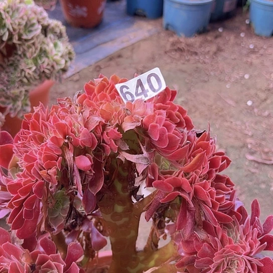 萌***爱多肉植物一个欧嘉莉追