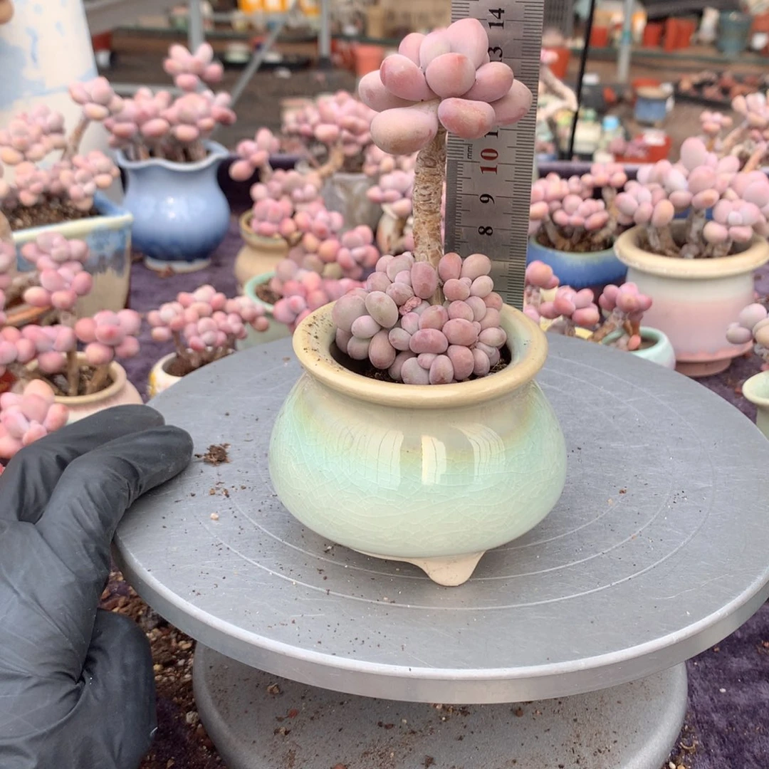 15号带盆偏远地区不包邮的