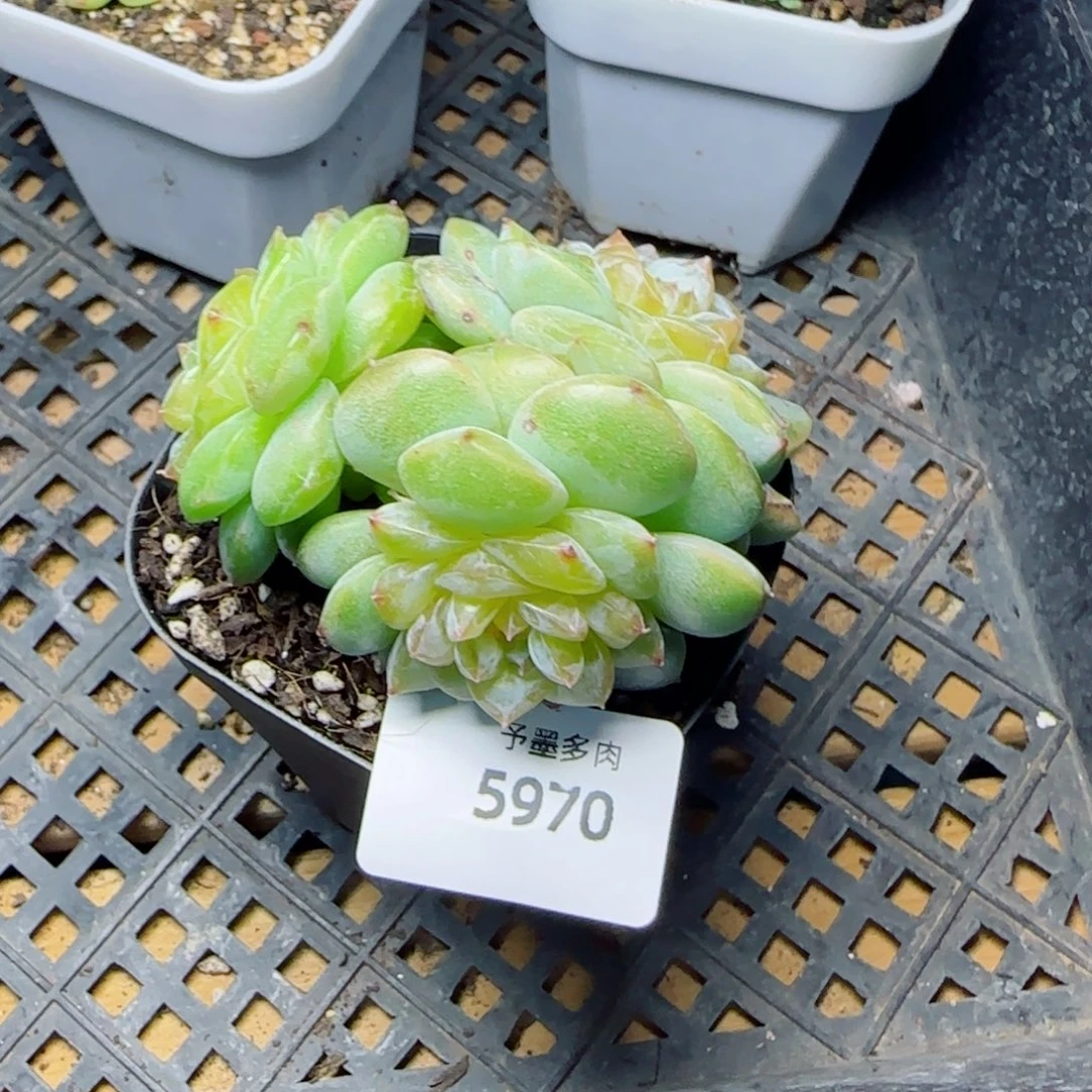 落日珍妮群，5970多肉植物