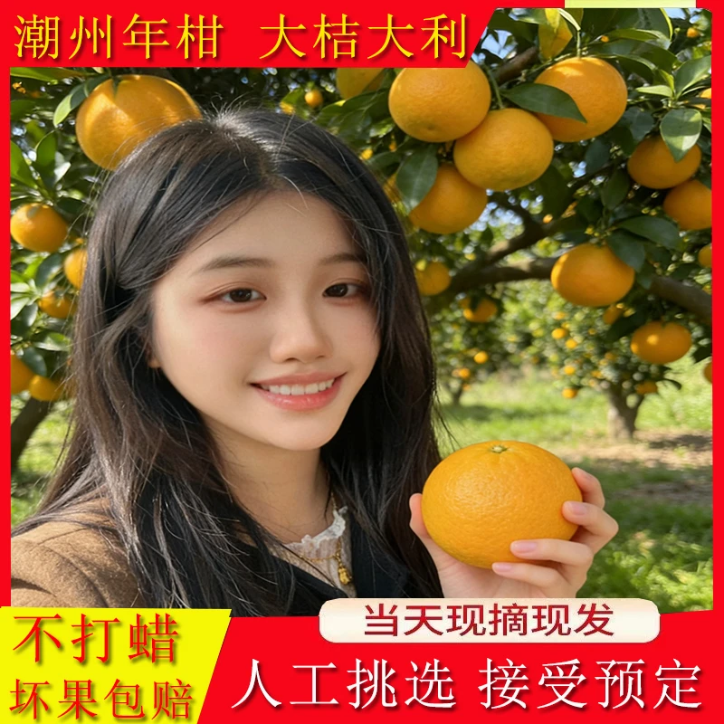 【潮州柑蕉柑】广东潮州发货年柑潮汕拜神摆盘送礼佳品大桔大利包邮
