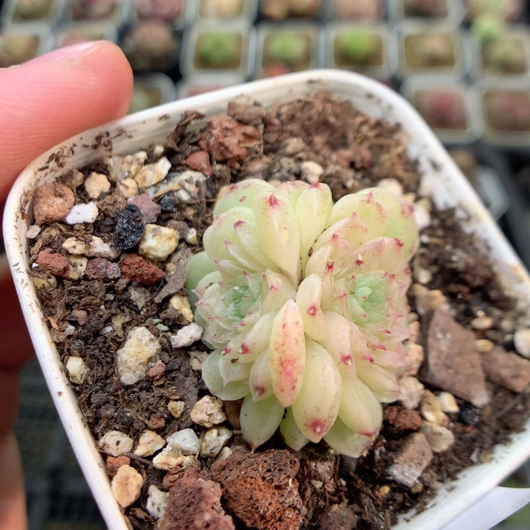 E112 ，柿子多肉20包邮两天凑单，偏远地区不发货