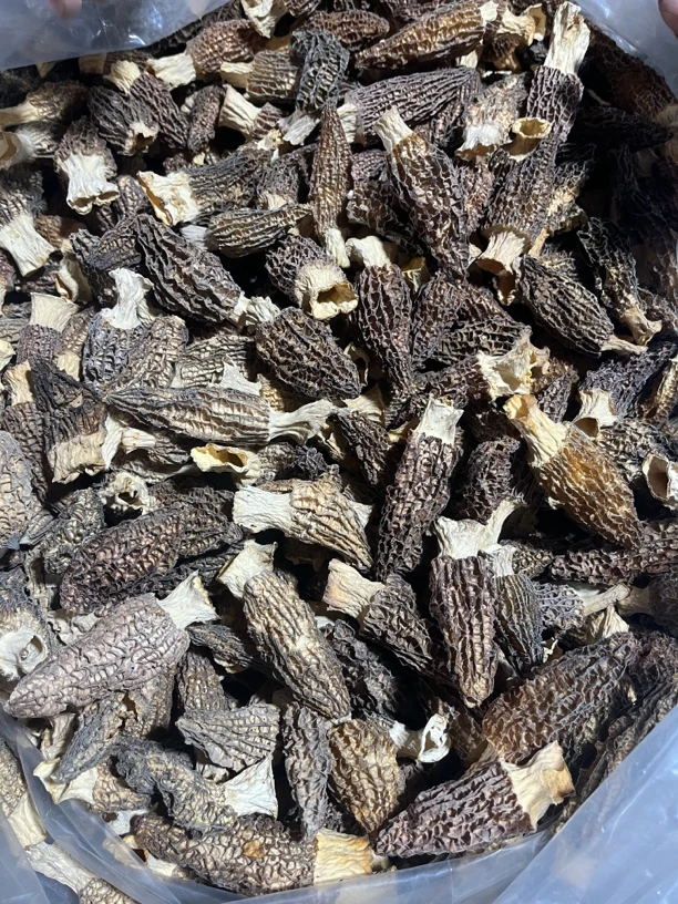 4-7高原红六妹羊肚菌0116