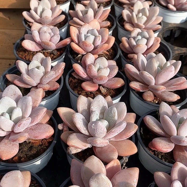 27粉兔单头 福利多多