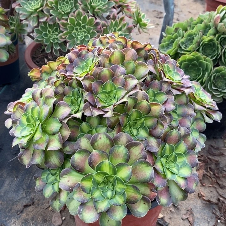 韶华多肉植物53。