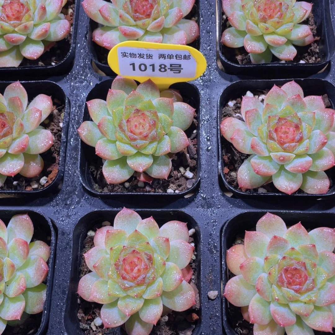 1018号 糖心小粉莓单头一个