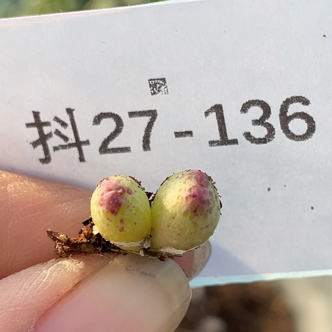 27-136草莓斑马肉锥