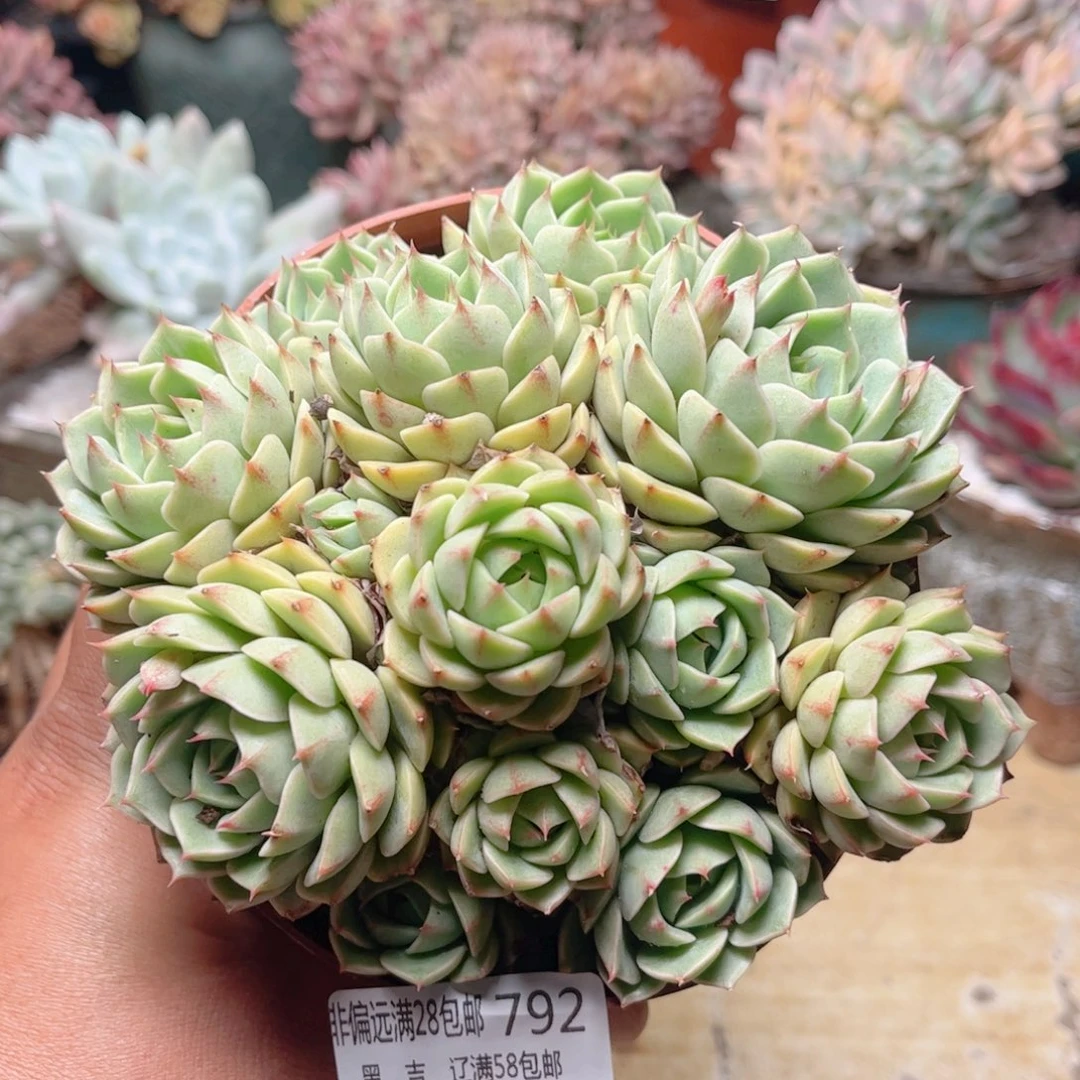 792笨吧德华多肉