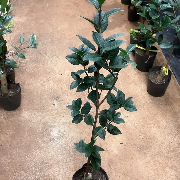 完全开放云峰嫁接一刀1.04米高