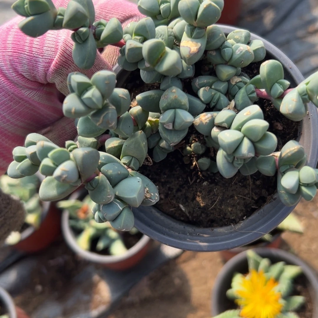 炖破中央音乐学院植物营养液