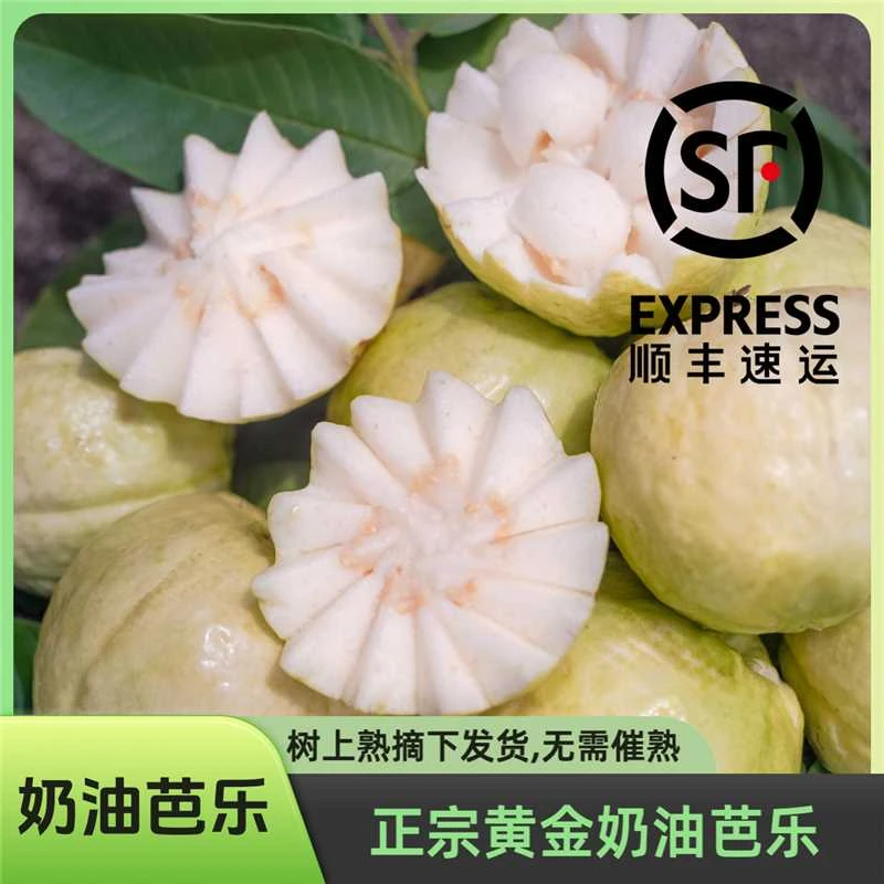 【奶油软芭乐】奶油芭乐 白心软芭乐 口感软糯香甜 (顺丰快递)