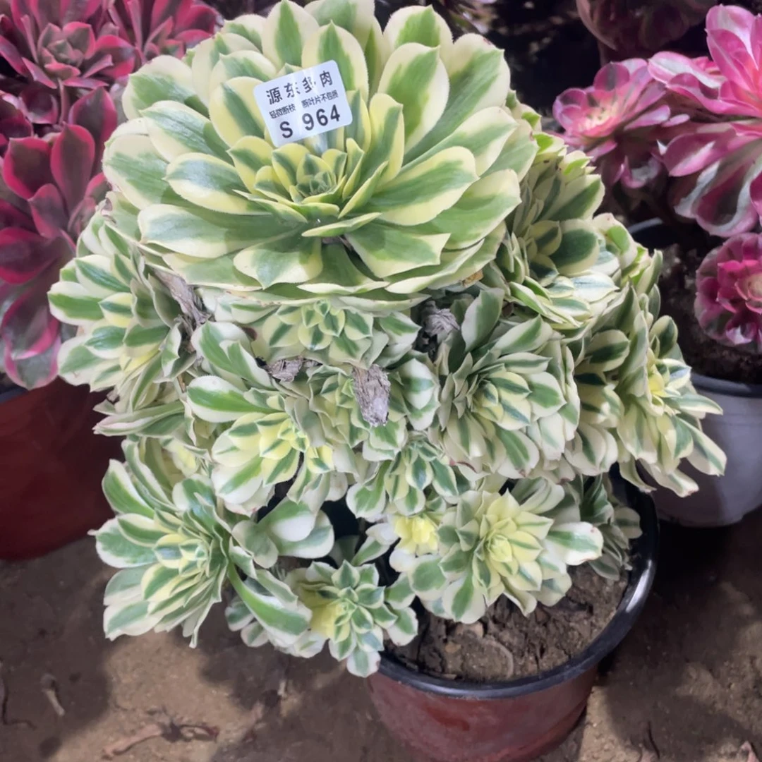 964迈巴赫多肉法师断枝不包