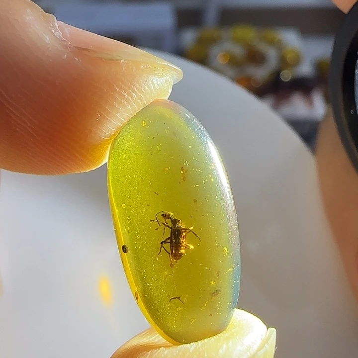 裸石琥珀未镶嵌虫珀标本