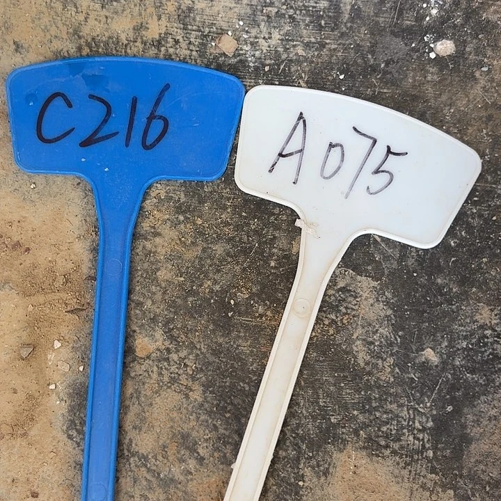 小*路C216A075,一路莲花，交响乐