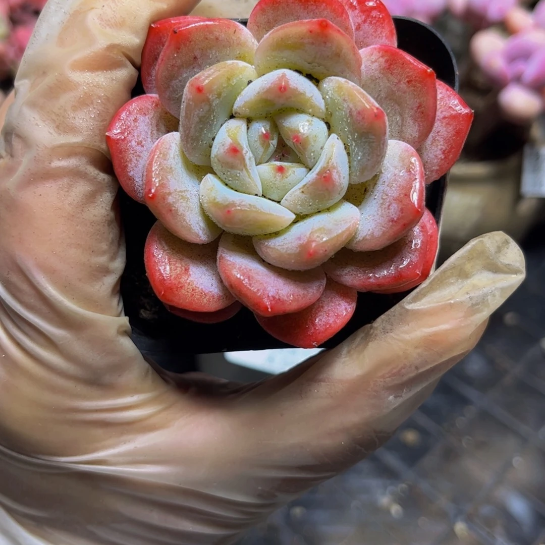 081冰玉6厘米多肉