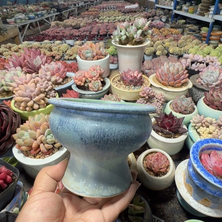 特价花盆满50发货内口9.5