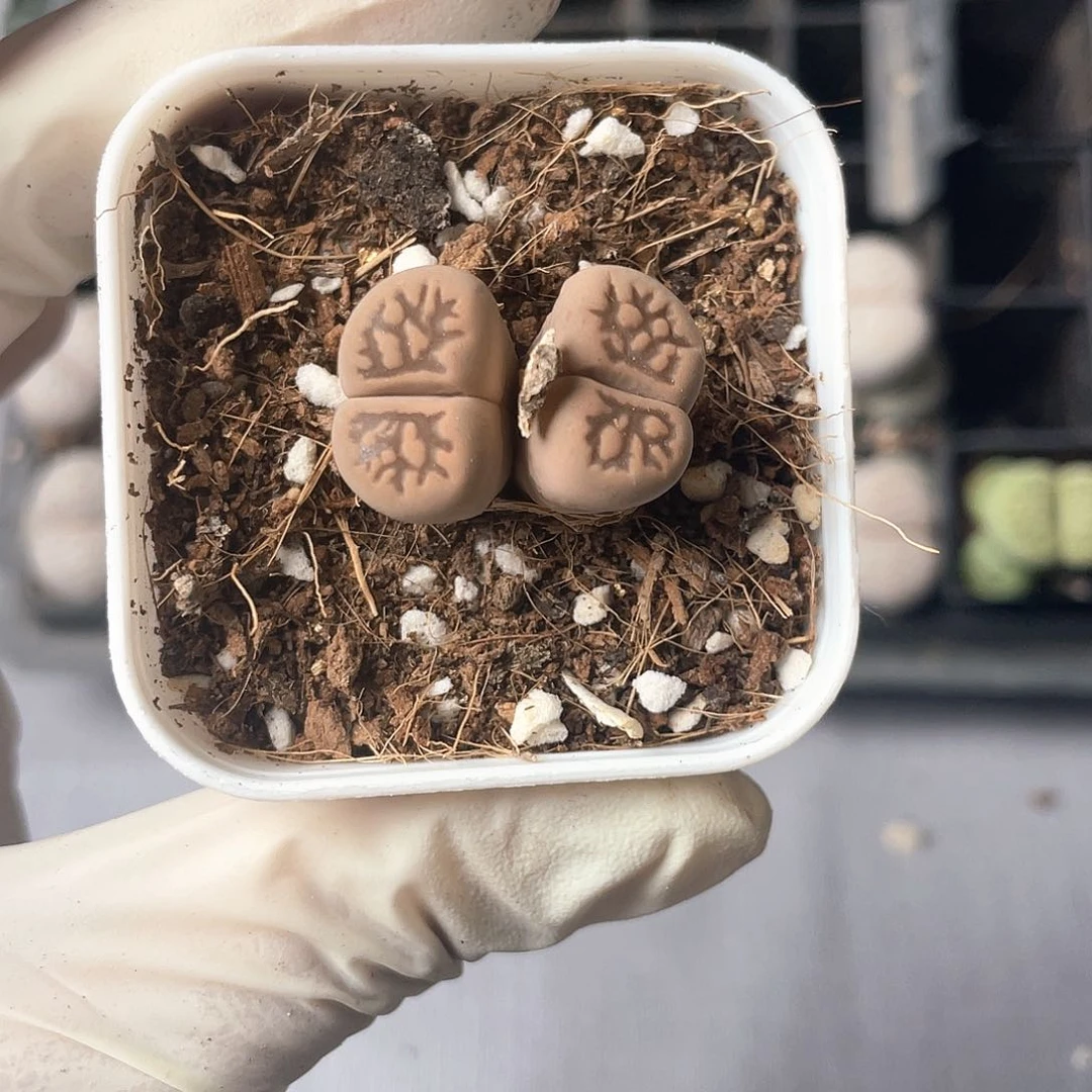 3739大棚清仓甩卖了