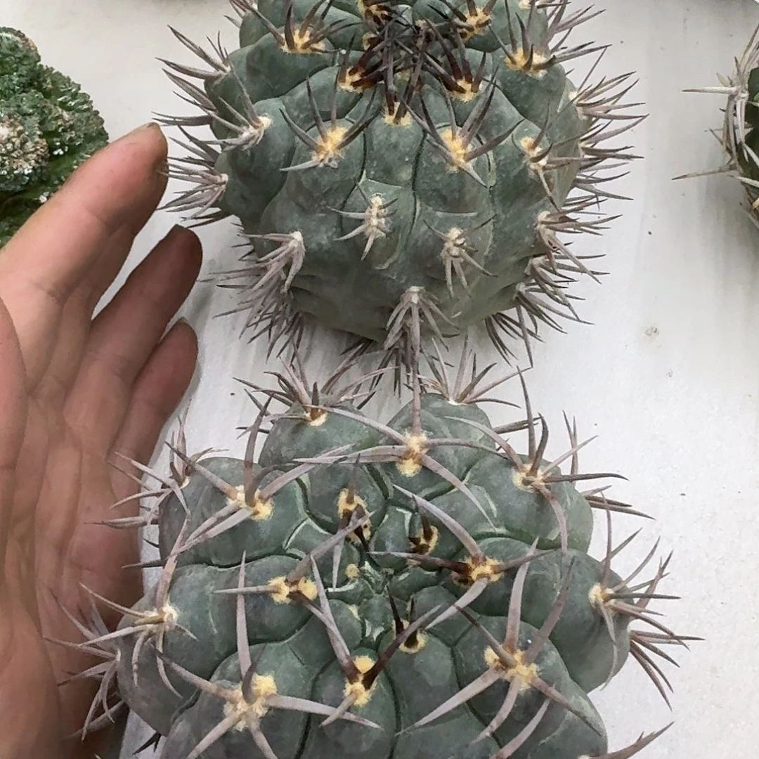 火****苗接自根守金摩天龙,暂未开根