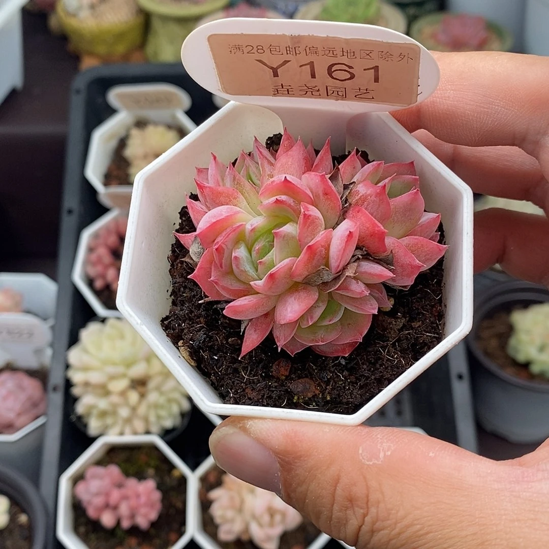 0161 冰雪女王 5cm