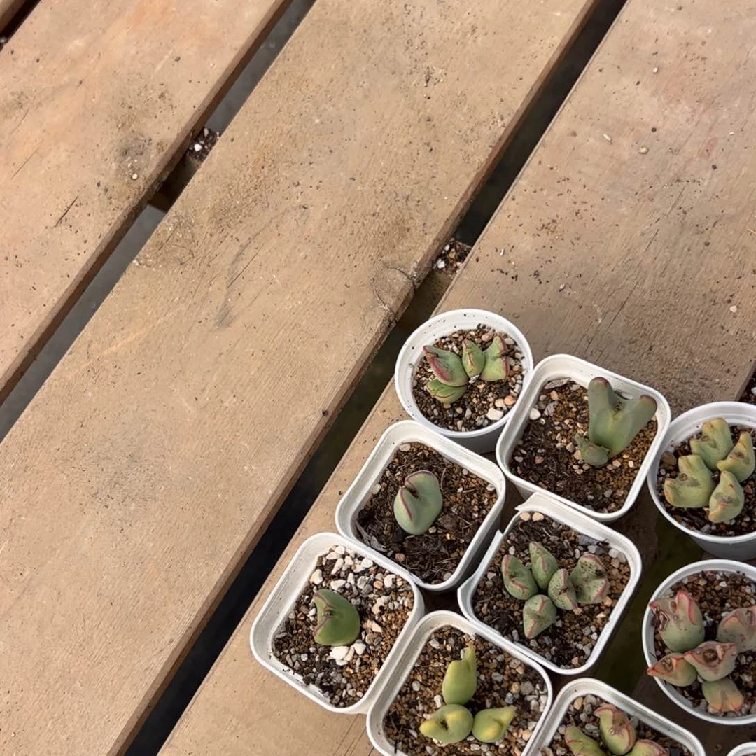 花**界88多肉植物百科知识