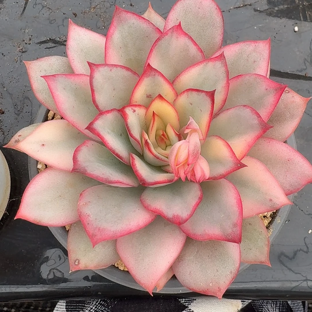 月光女神一物一拍