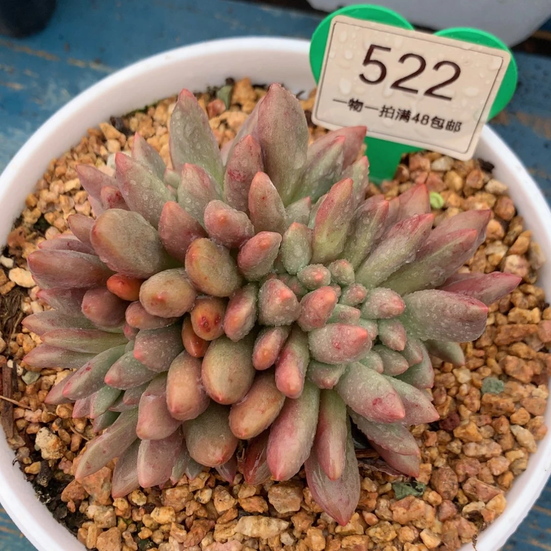 桃花源缀化一物一拍522