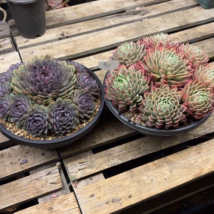 满***号多肉植物，多肉两棵90，物流到付