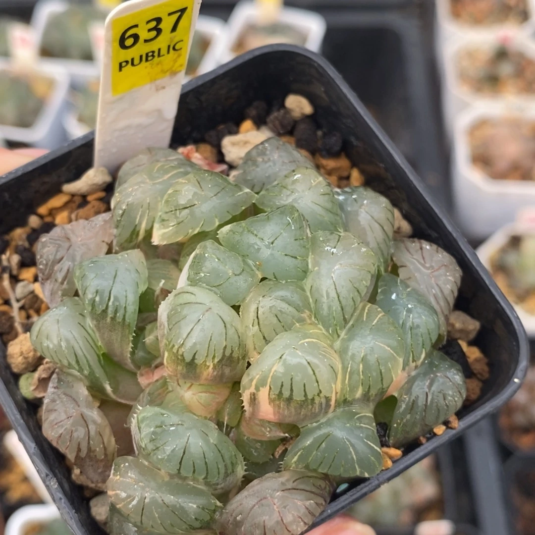 不开花植物637玉露