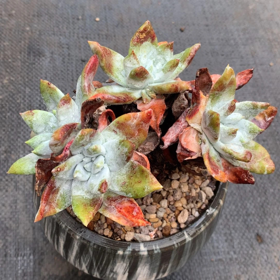 梁****?个体，多肉植物啦啦啦