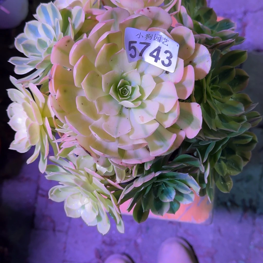 雨荷多肉植物5743
