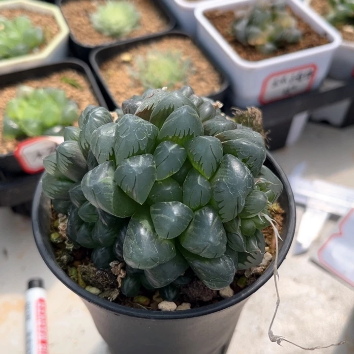 群玉露哈哈哈哈哈