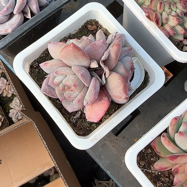 青蛙王子儿童牙膏111