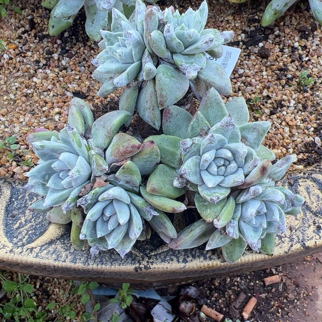 5135苹果叶杂交仙女杯