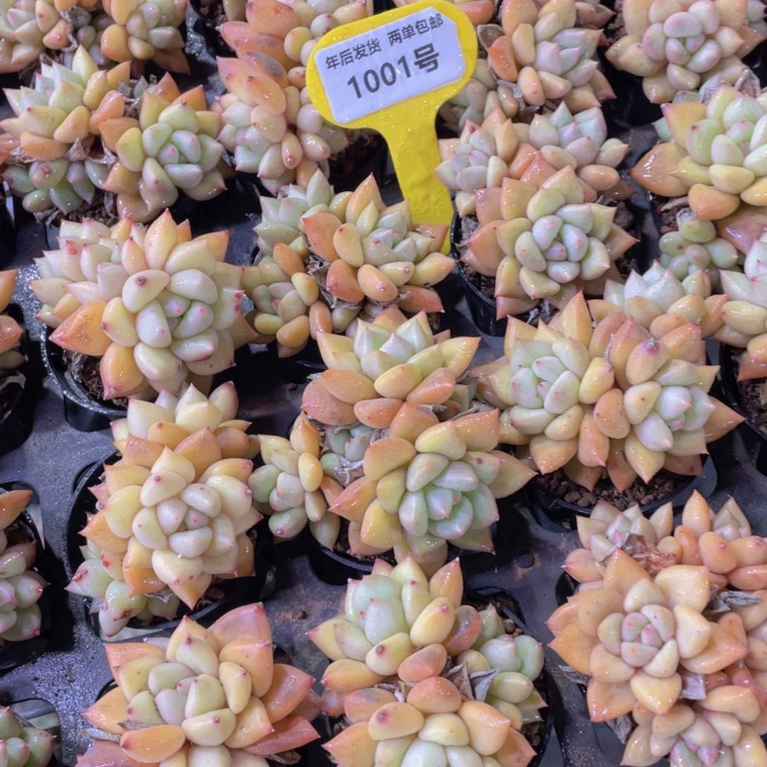 1001号黄金象牙多头老桩群一个