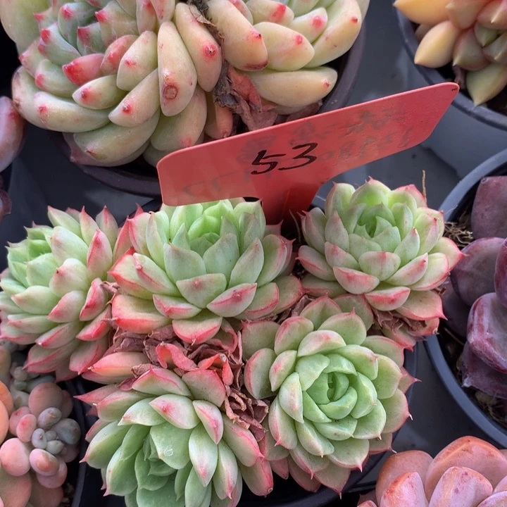 多日子合集737373737