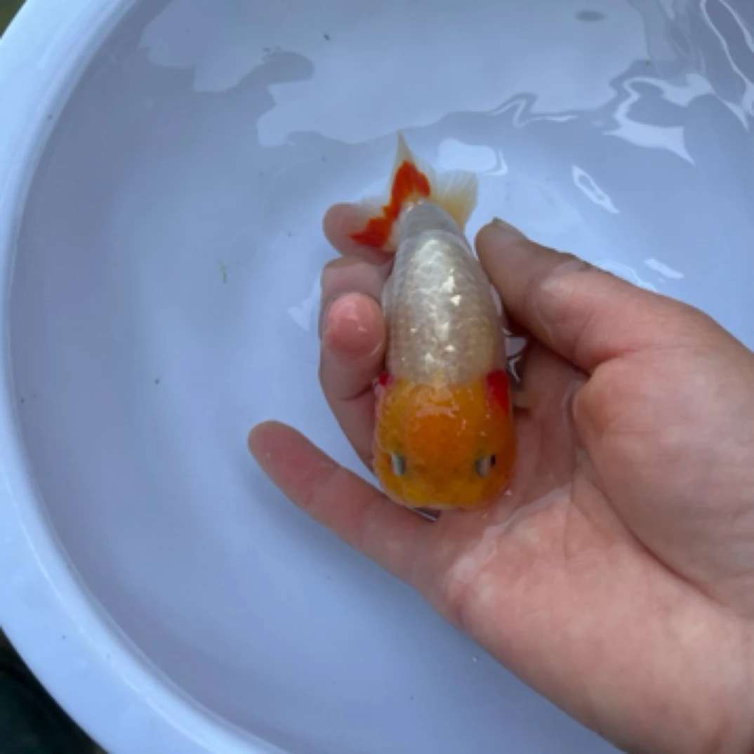 兰寿蝶尾玛丽金鱼淡水观赏鱼