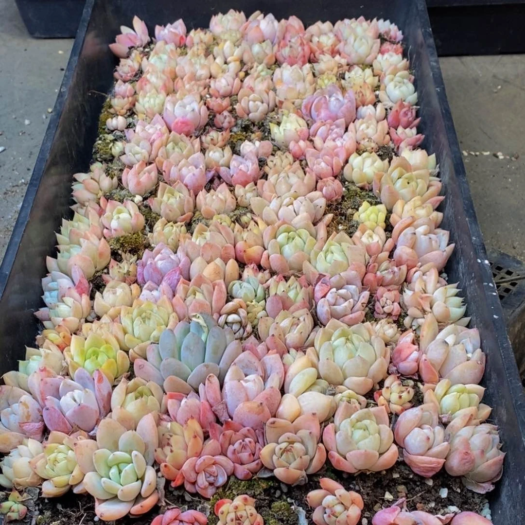 863的人生态度是一种态度，我们的