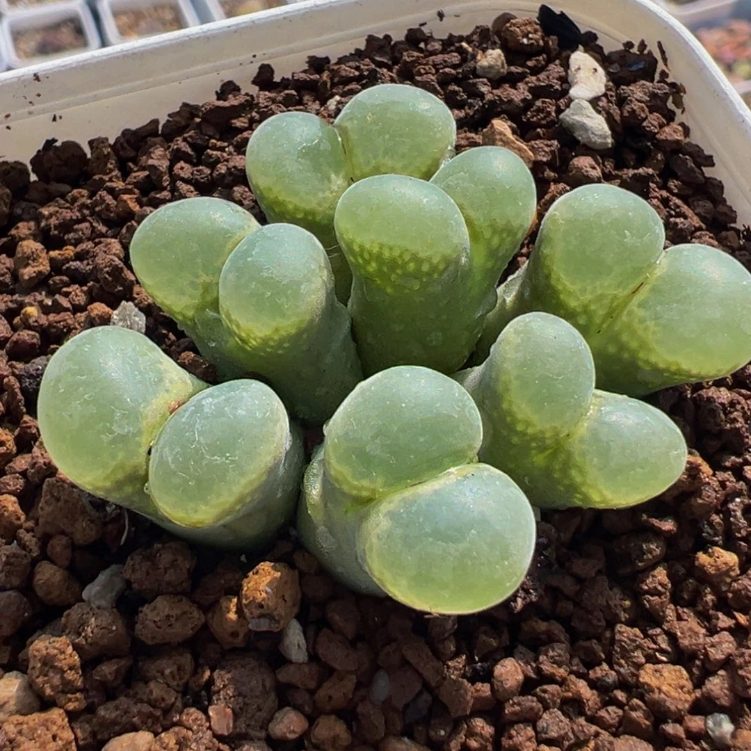 老***米985多肉植物种类和