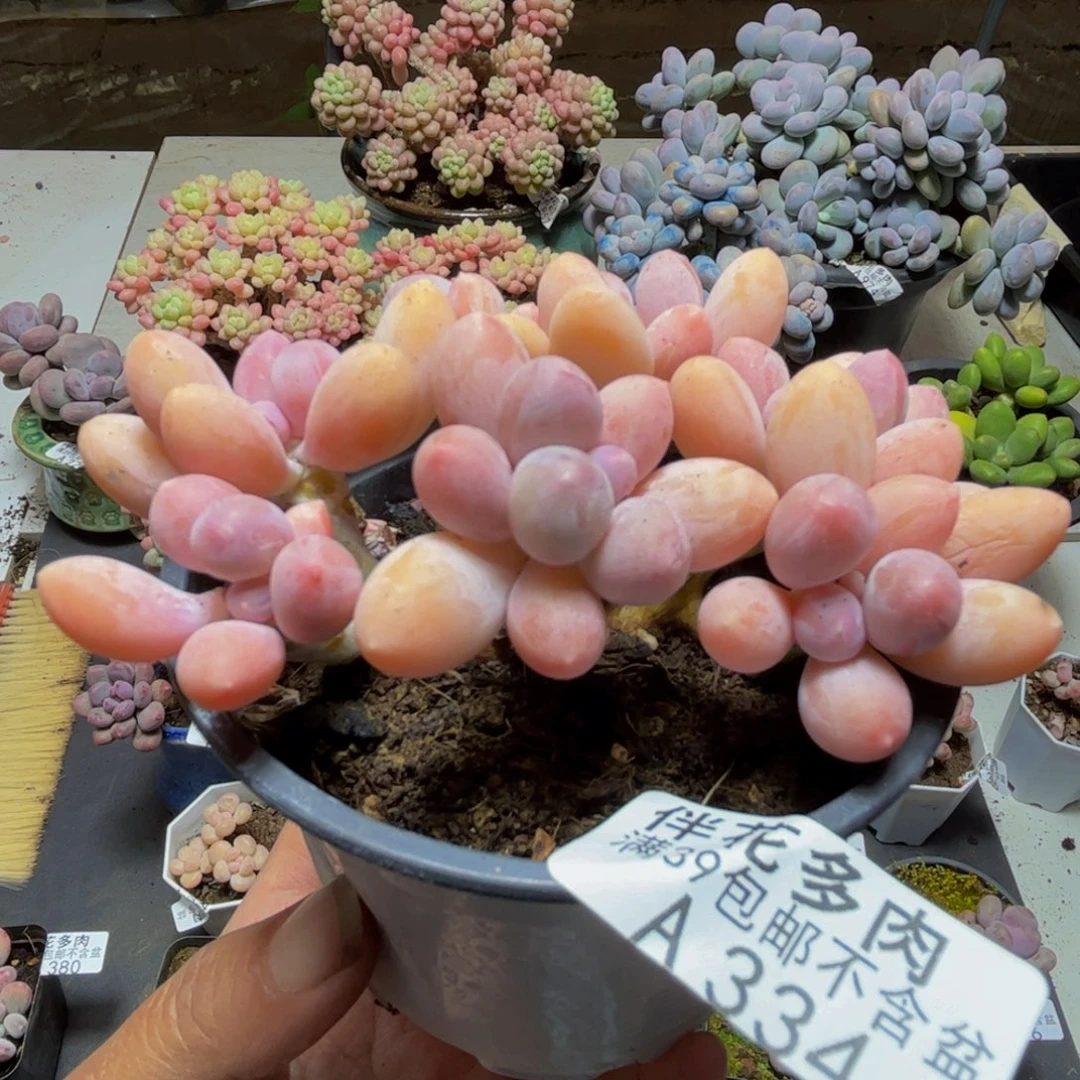 334香水手指8cm多肉